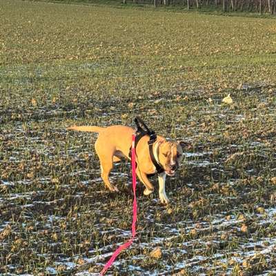 Hundetreffen-Trainings Partner gesucht-Bild