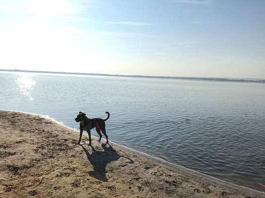 Die Dogorama Wochen Challenge-Beitrag-Bild