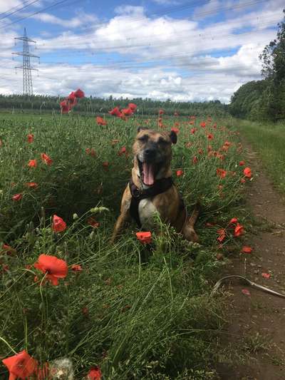 Die Dogorama-Wochen-Challenge "Die schönste Grimasse"-Beitrag-Bild