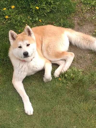 Akita Inu/American Akita (Mix) halter.-Beitrag-Bild