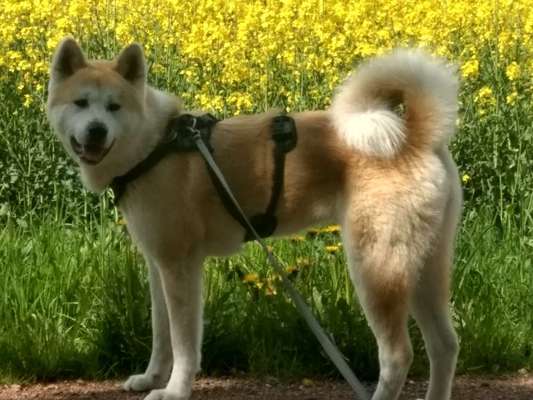 Akita Inu/American Akita (Mix) halter.-Beitrag-Bild