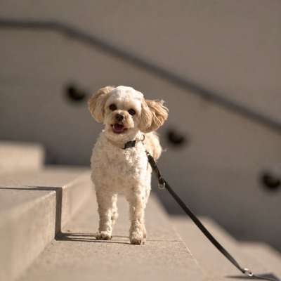 Hundetreffen-Socal Walk-Bild
