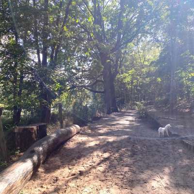 Hundetreffen-Socal Walk-Bild