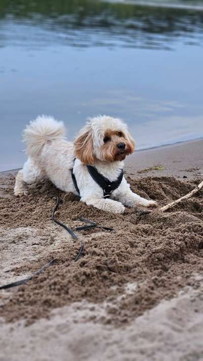 Hundetreffen-Spiel-/Gassitreff (v.a. kleinere Hunde)-Bild