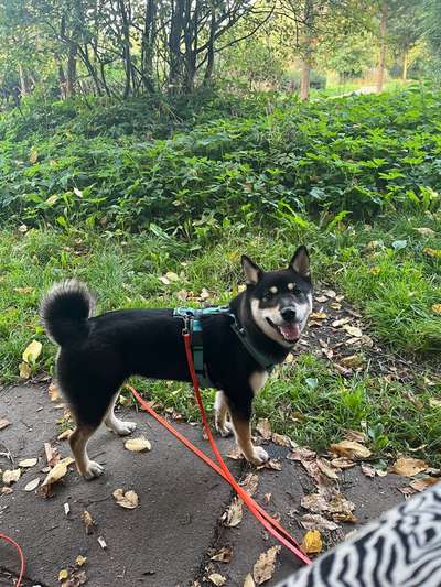 Hundetreffen-Social Walk Eidelstedt-Bild