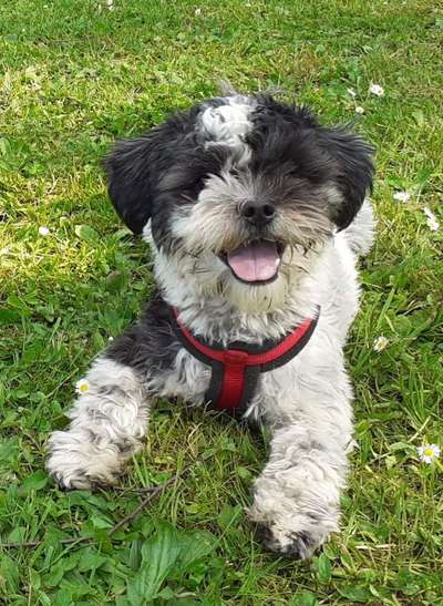 Hundetreffen-Spielen und toben kleine Hunde-Bild