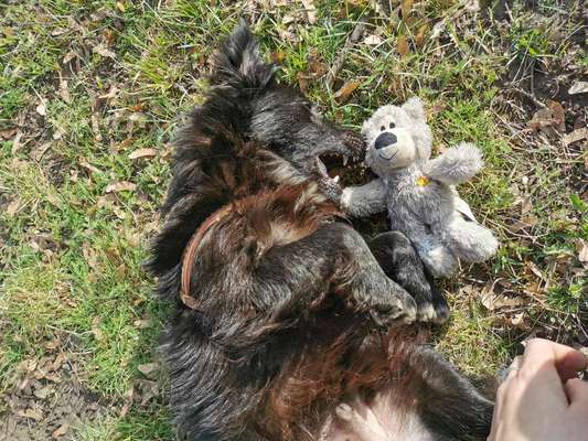 Hundetreffen-Wir würden uns über neue Hundefreunde freuen und gerne mal spazieren gehen 😊-Bild