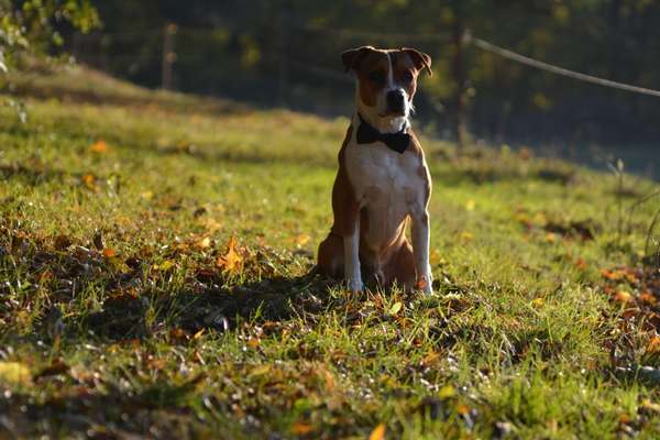 Hundemodel-Beitrag-Bild