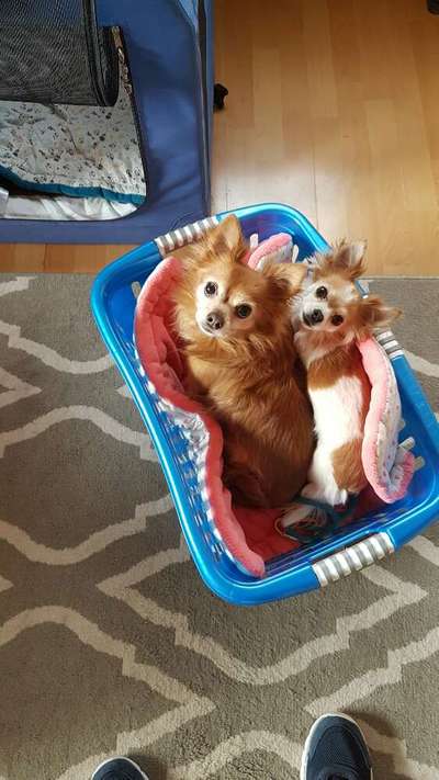 Die Dogorama Kalender Challenge Titelbild-Beitrag-Bild