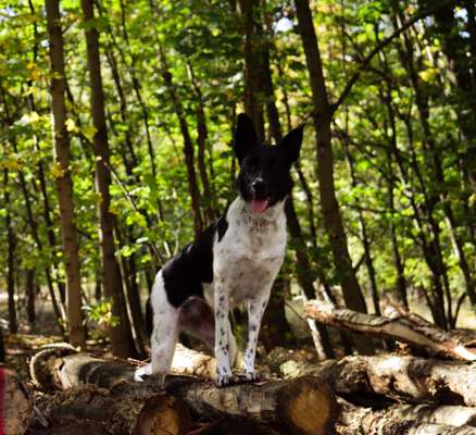 Mischlinge - die beste Rasse die es gibt-Beitrag-Bild