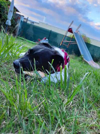 Welpen Bilder !-Beitrag-Bild