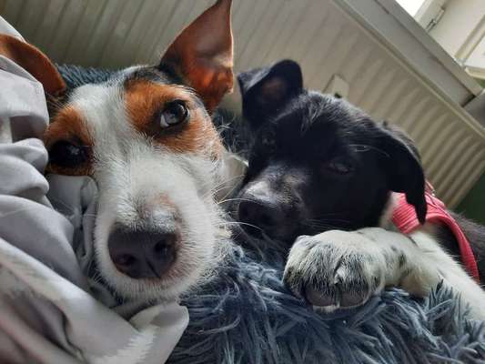 Die Dogorama Wochen Challenge "Friends will be Friends"-Beitrag-Bild