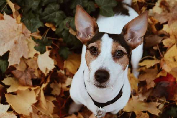 Zeichnungen eurer Hunde-Beitrag-Bild