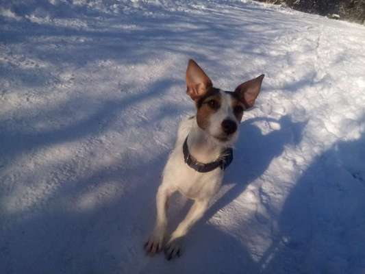 Jack Russel-Beitrag-Bild