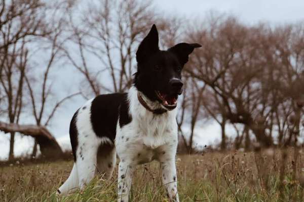 Zeichnungen eurer Hunde-Beitrag-Bild