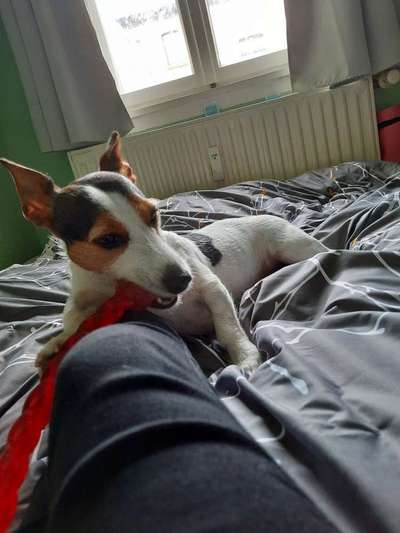 Unsere Fellnasen im Regenbogenland-Beitrag-Bild