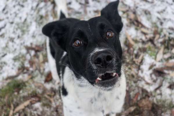 Foto's und Hundemodels-Beitrag-Bild