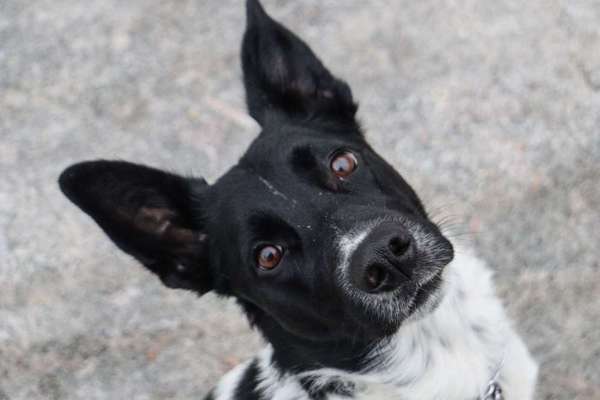 Foto's und Hundemodels-Beitrag-Bild