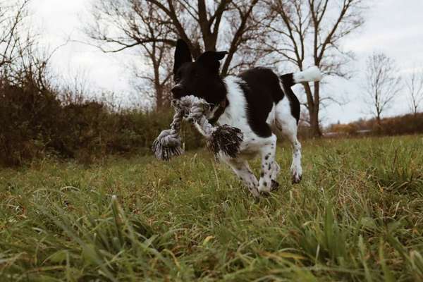 Gibt's hier noch mehr Border Collies???-Beitrag-Bild