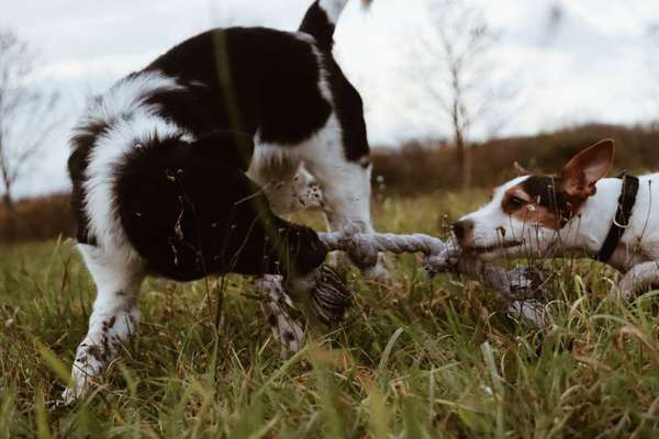 Mehrhundehaltung oder Einzelhund?-Beitrag-Bild
