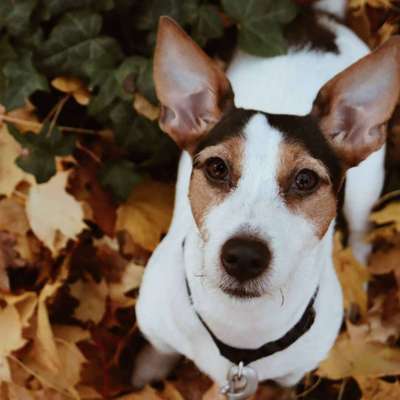 Jack Russell Terrier-Beitrag-Bild