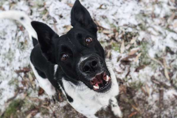 Die Augen Deines Hundes-Beitrag-Bild