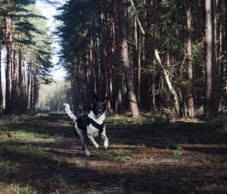 Wald Bild-Beitrag-Bild