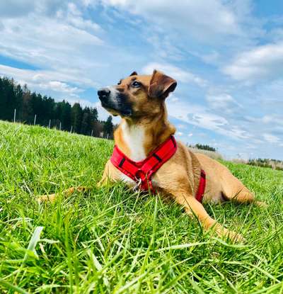 Die Dogorama Kalender Challenge 4/4-Beitrag-Bild