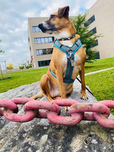 Die Dogorama Kalender Challenge Titelbild-Beitrag-Bild