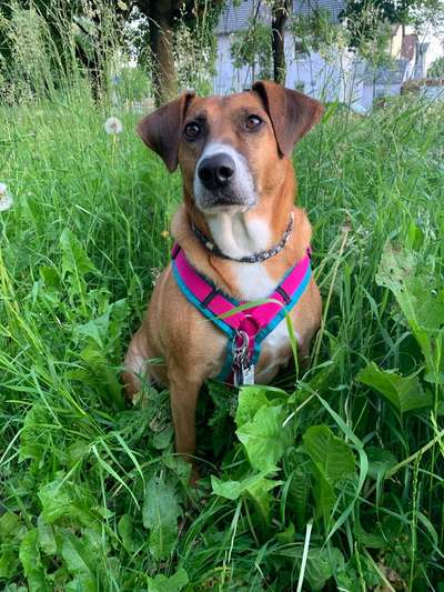 Die Dogorama Monats Challenge "Es grünt und blüht"-Beitrag-Bild