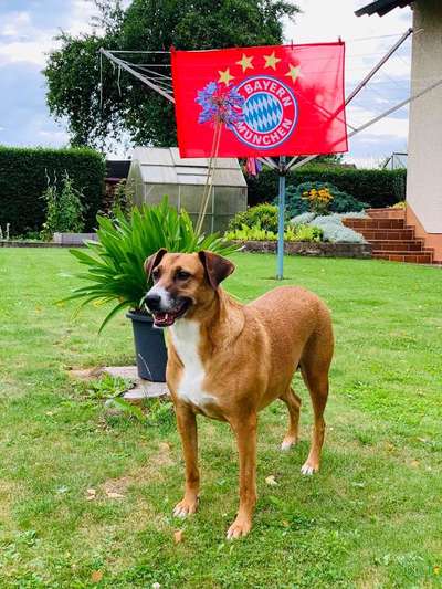 Dein Hund im Dogorama-Kalender 2021-Beitrag-Bild