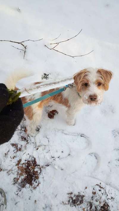 Dein Hund im Dogorama-Kalender 2021-Beitrag-Bild