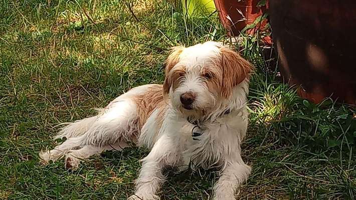 Dein Hund im Dogorama-Kalender 2021-Beitrag-Bild