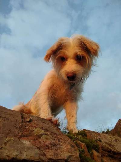 Dein Hund im Dogorama-Kalender 2021-Beitrag-Bild