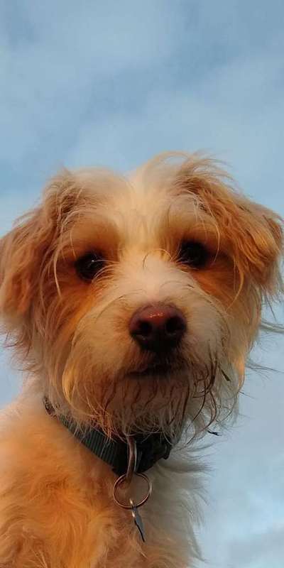 Dein Hund im Dogorama-Kalender 2021-Beitrag-Bild