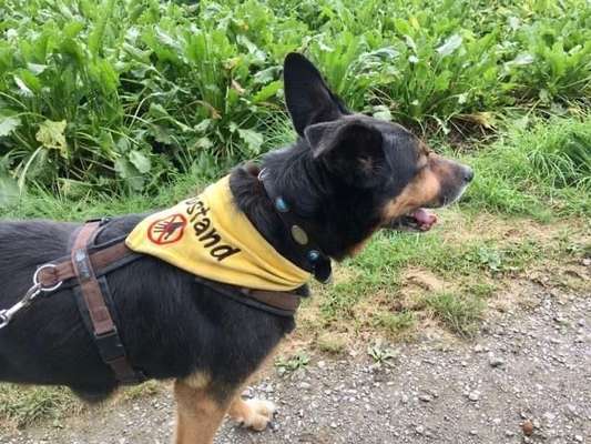 Ungewollte Streicheleinheiten etc.-Beitrag-Bild