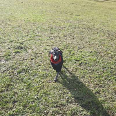 Hundetreffen-Welpentreff Göggingen-Bild