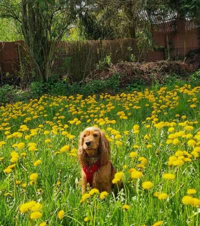 9.Farben-Fotochallenge            Gelb-Beitrag-Bild