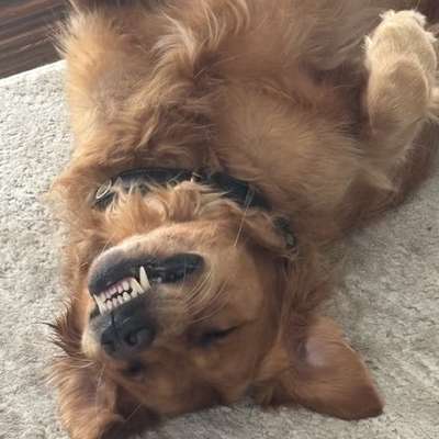 Hundetreffen-Golden Retriever sucht Freunde :)-Bild