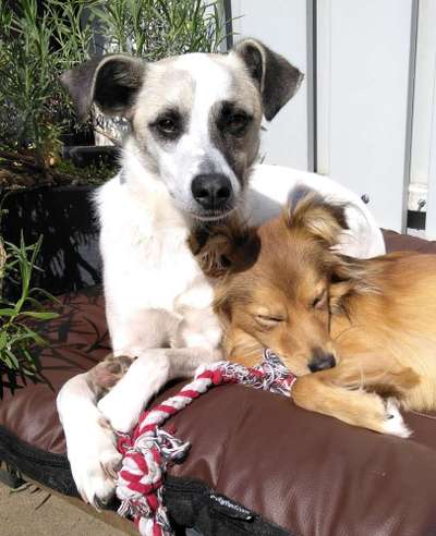 Lieblingsbild von euren Hunden?-Beitrag-Bild