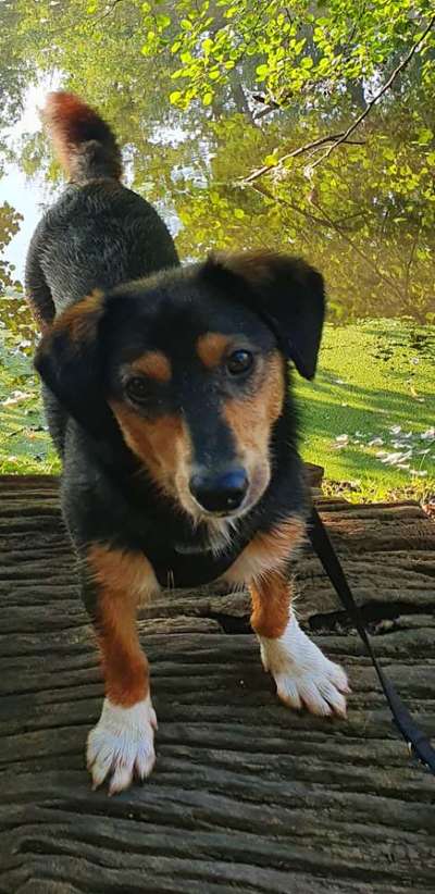 Passende Hundeschuhe - oder: Ist mein Hund disproportional?-Beitrag-Bild