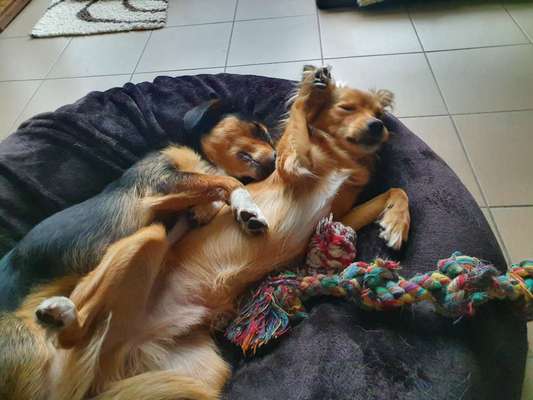 Lieblingsbild von euren Hunden?-Beitrag-Bild