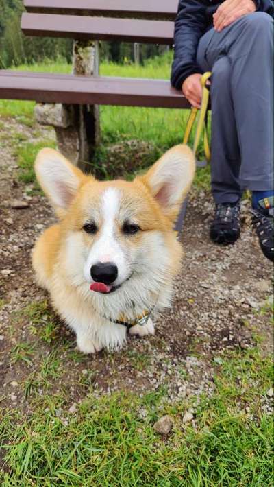 Corgis und ihre persönlichen Hofangestellten-Beitrag-Bild