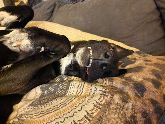 Tongue Out Tuesday-Beitrag-Bild