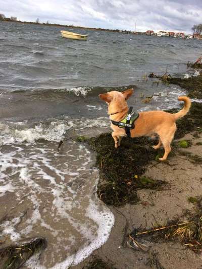 Dogorama-Monats-Challenge-Mai "Wasser"-Beitrag-Bild