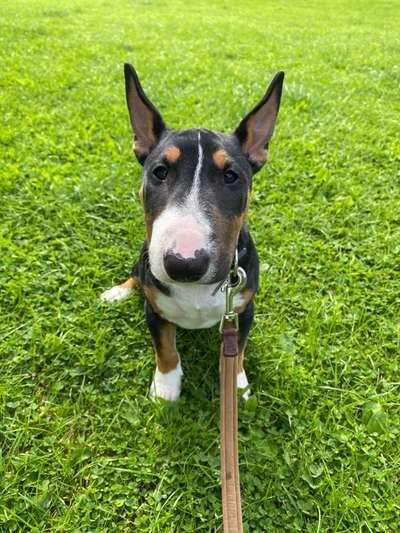 Miniatur Bull Terrier-Beitrag-Bild