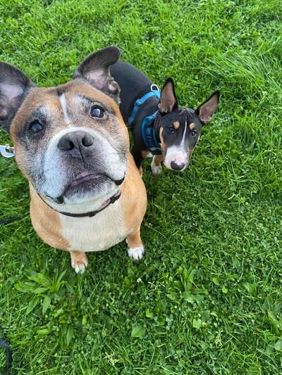 Bester Freund, Hundekumpel - zeigt her!-Beitrag-Bild