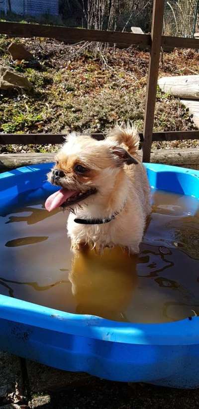 Dein Hund im Dogorama-Kalender 2021-Beitrag-Bild