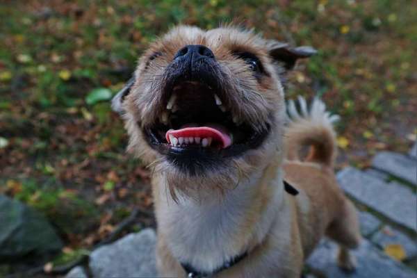 Dein Hund im Dogorama-Kalender 2021-Beitrag-Bild