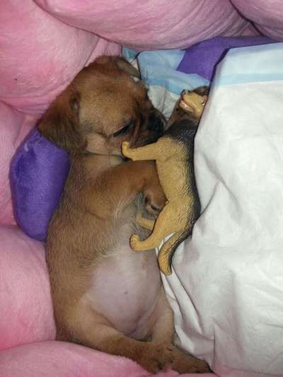 Welpen Bilder !-Beitrag-Bild